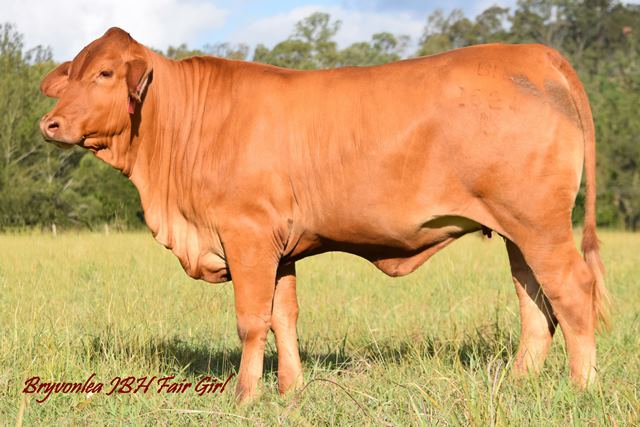 Bryvonlea JBH Fair Girl